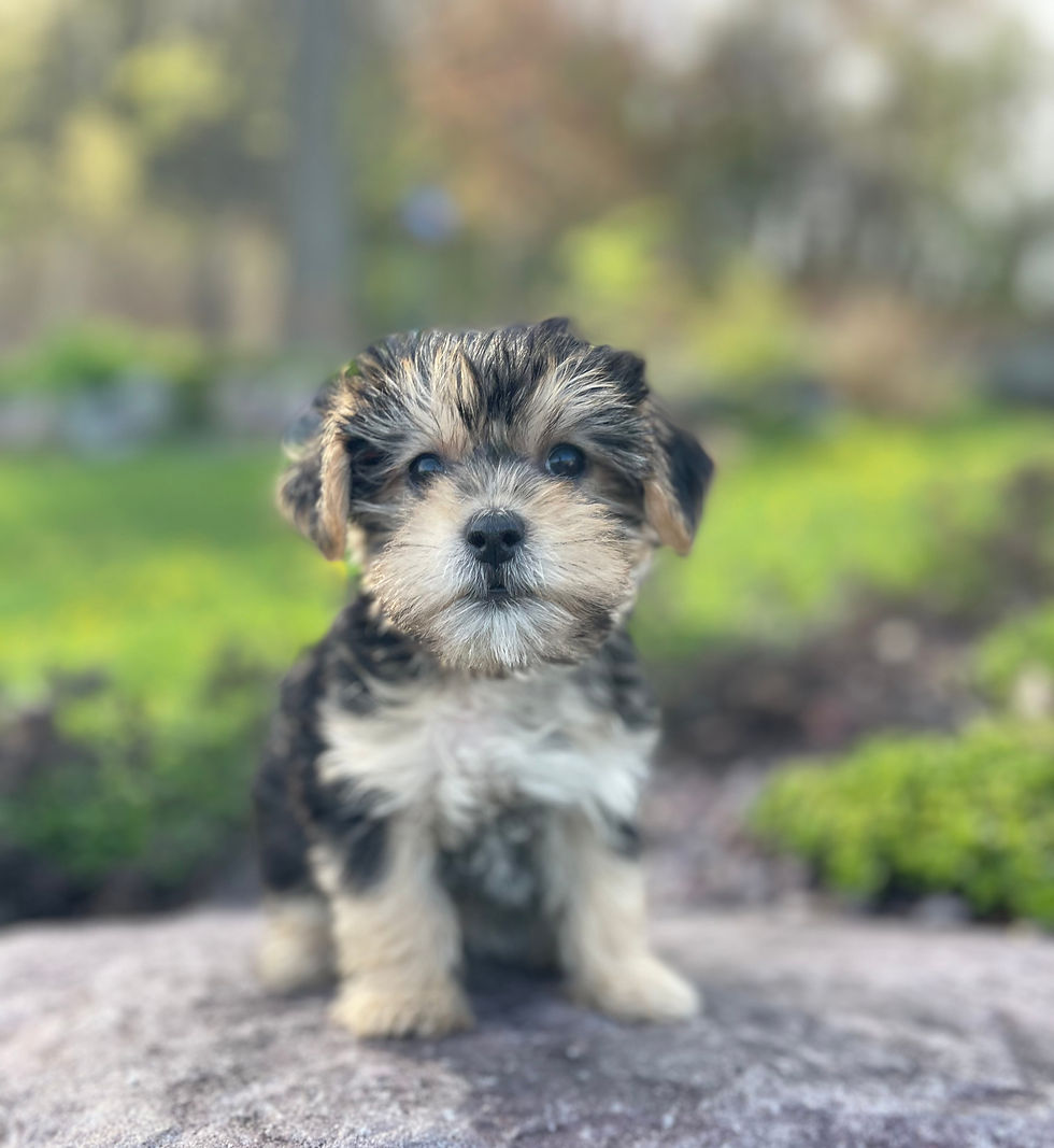 Thumbnail: Morkie Female, "Maisy", Parents Wt: 8 & 10 LBS