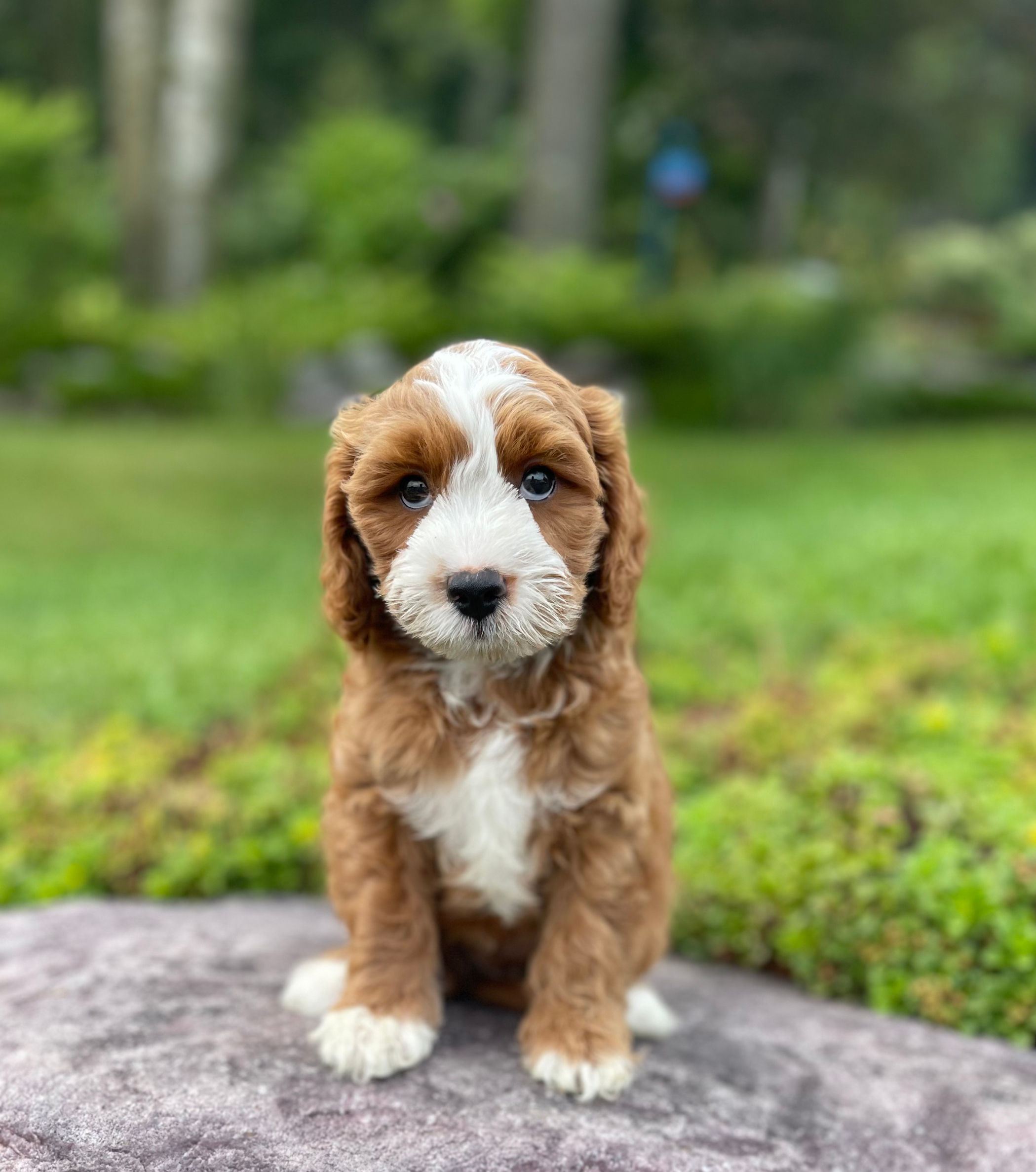 F1 Cavapoo Male, "Fuji" Parents Weight: 13 & 17 LBS