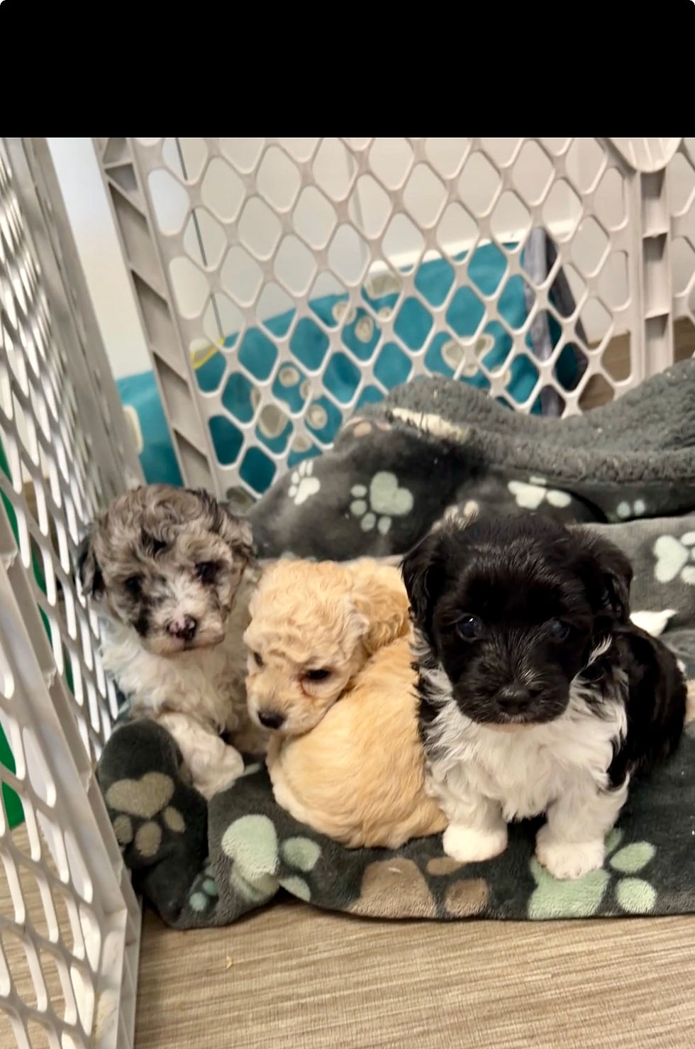 Thumbnail: Morkie-poo, Male “Pluto” parents 9-12 lbs, ready Aug 17 