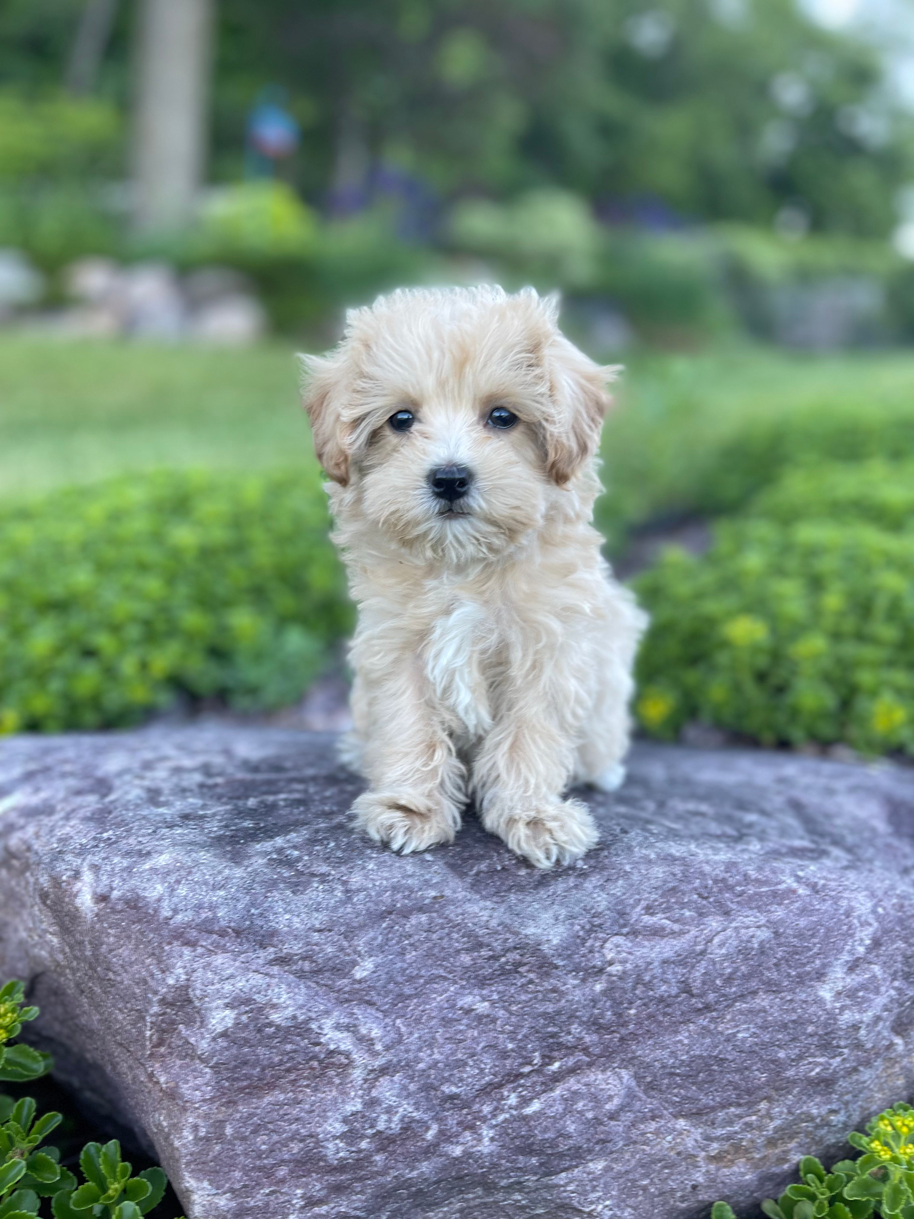 Maltipoo, Female “Starlet” Parents Wt 8-10 lbs