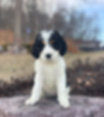 Thumbnail: F1 Mini-Bernedoodle Female, "Hope" (Deposit)