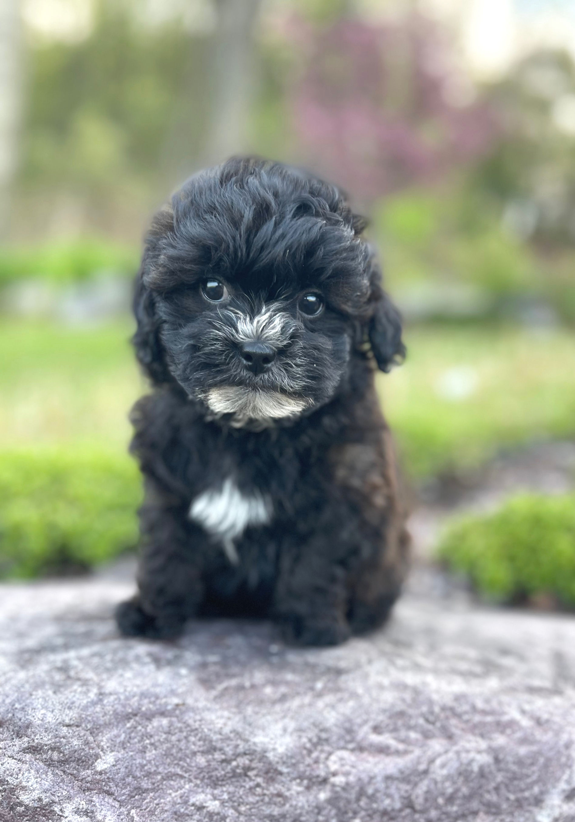 Shipoo Female, "Mocha" Parents Weight: 9 & 10 LBS