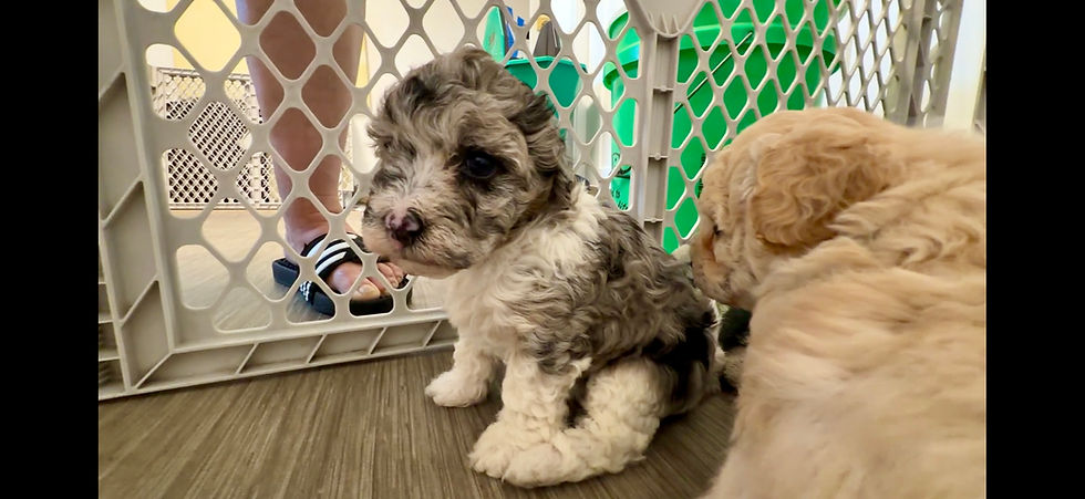 Thumbnail: Morkie-Poo, female “Venus”  Projected Weight: 9-12 LBS. Ready 8-17