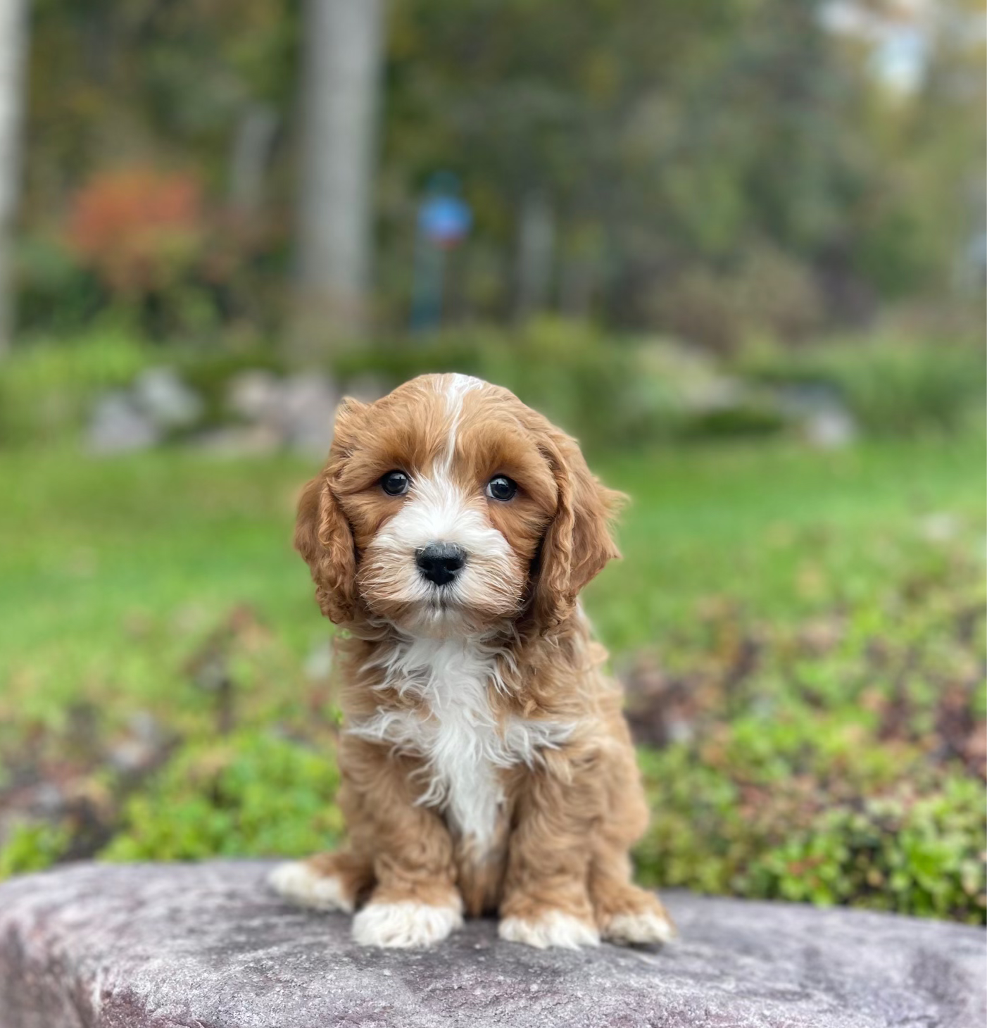 F2 Cavapoo Male, "Louis Vuitton", Parents Weight: 11 & 13 LBS