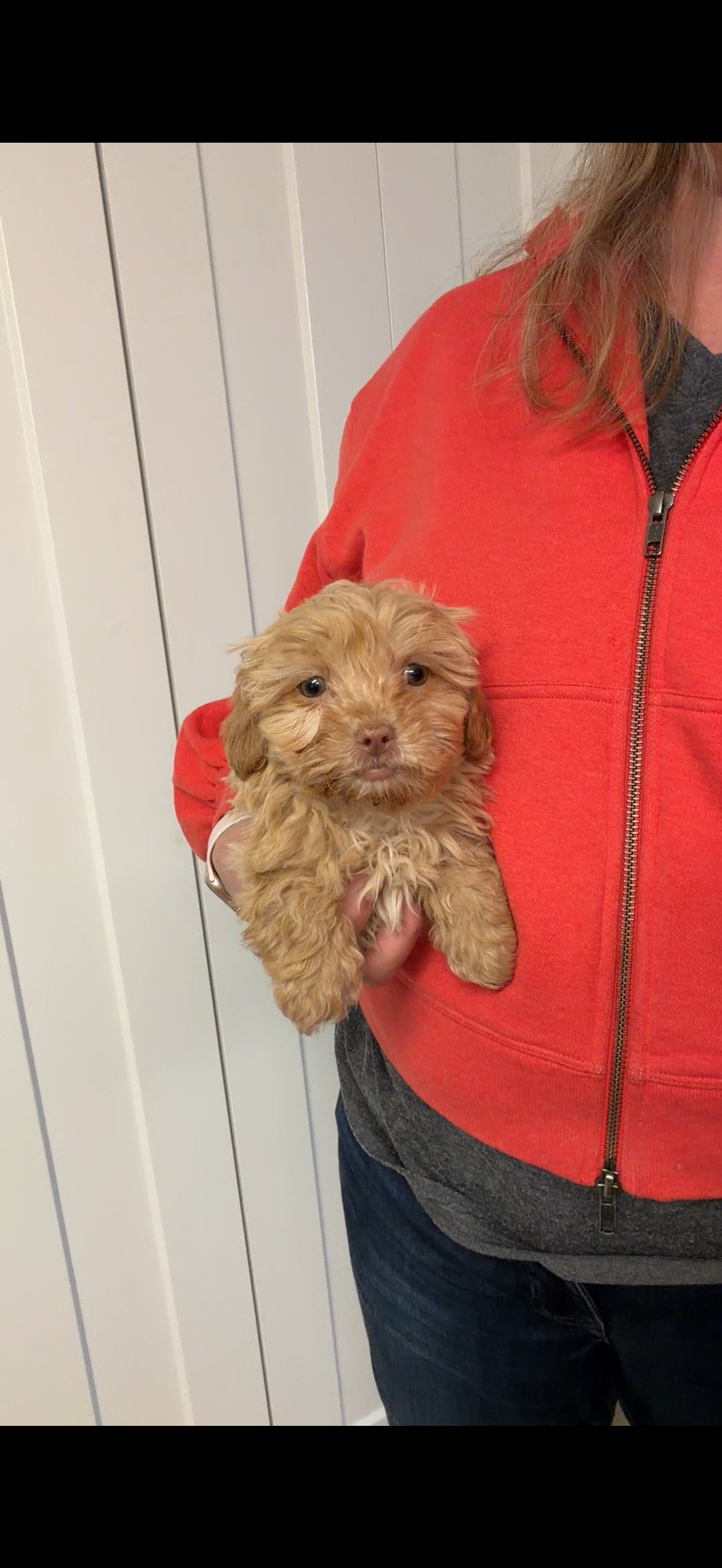 Shipoo(Teddy Bear) Male, "Butter" Parents Weight: 10 & 14 LBS