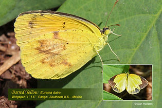 23 BARRED YELLOW.jpg