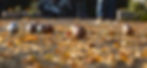 petanque.jpg