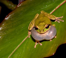 SmiPha0408.jpg