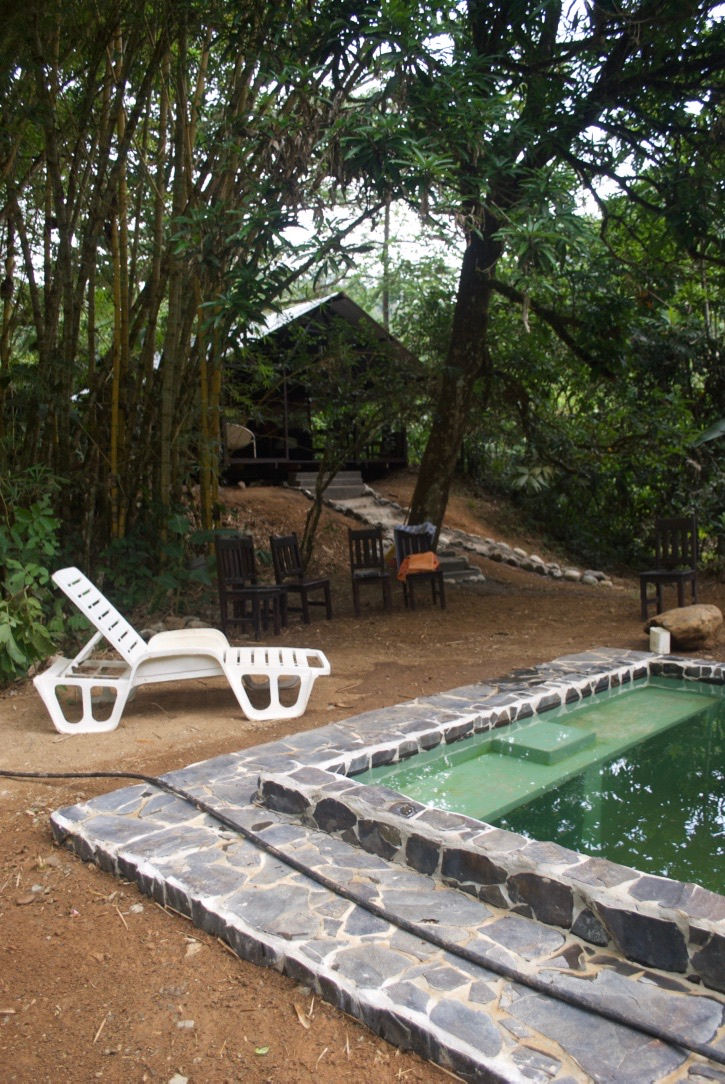 Little Jungle House