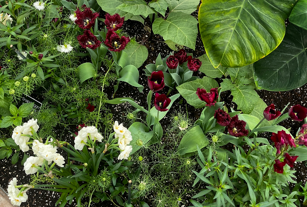 Persephone's Garden at Como Park Conservatory St Paul Minnesota