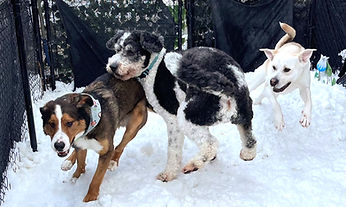 3 dogs running in snow
