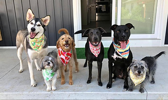 6 dogs of different sizes standing in row with colourful bandanas