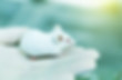 while mice.jpg