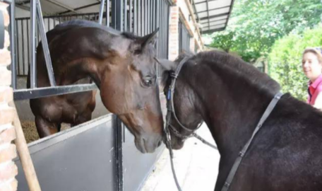 Name our new ponies!
