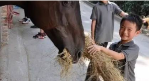 Be a Horse Whisper