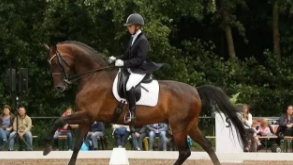 Dressage Night