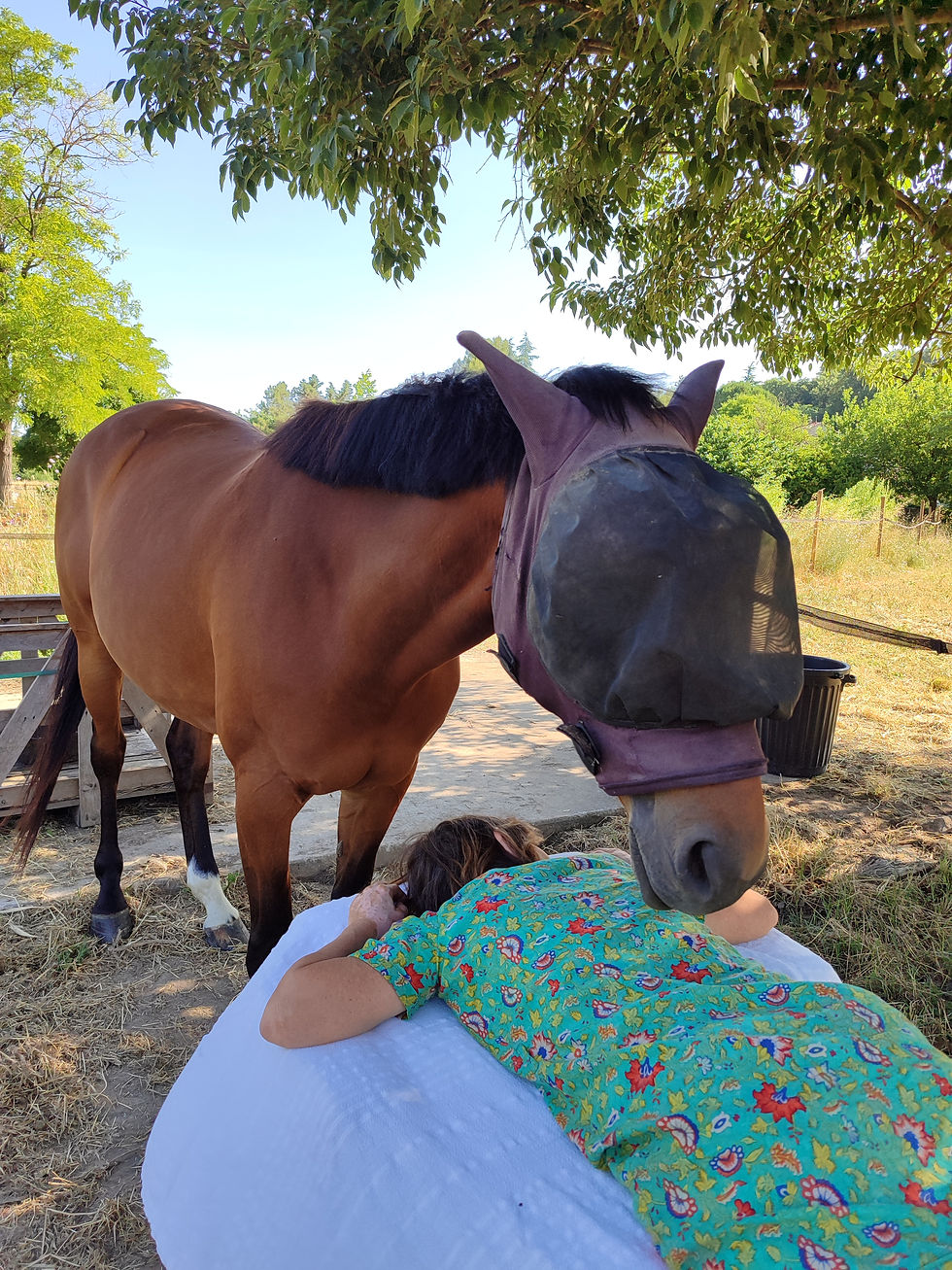 Cheval en séance de shiatsu équin à Saint-Gilles dans le Gard avec Equi-inspire