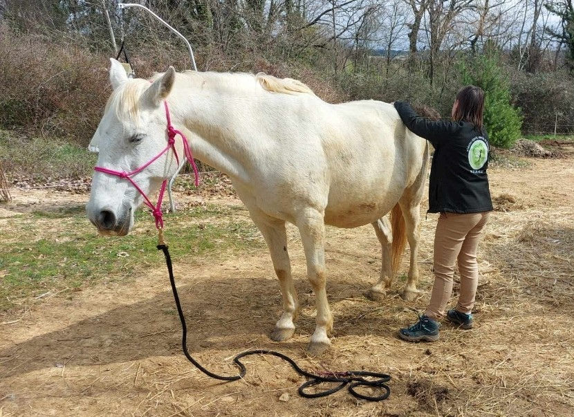 Cheval en séance de shiatsu équin à Saint Marcel de Careiret dans le Gard avec Equi-inspire