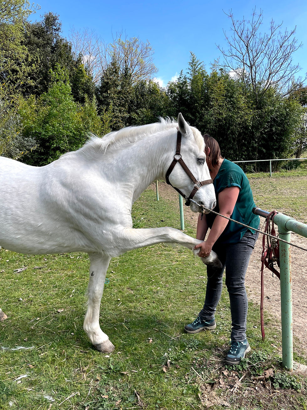 Cheval en séance de shiatsu équin à Saint Mamert du Gard dans le Gard avec Equi-inspire