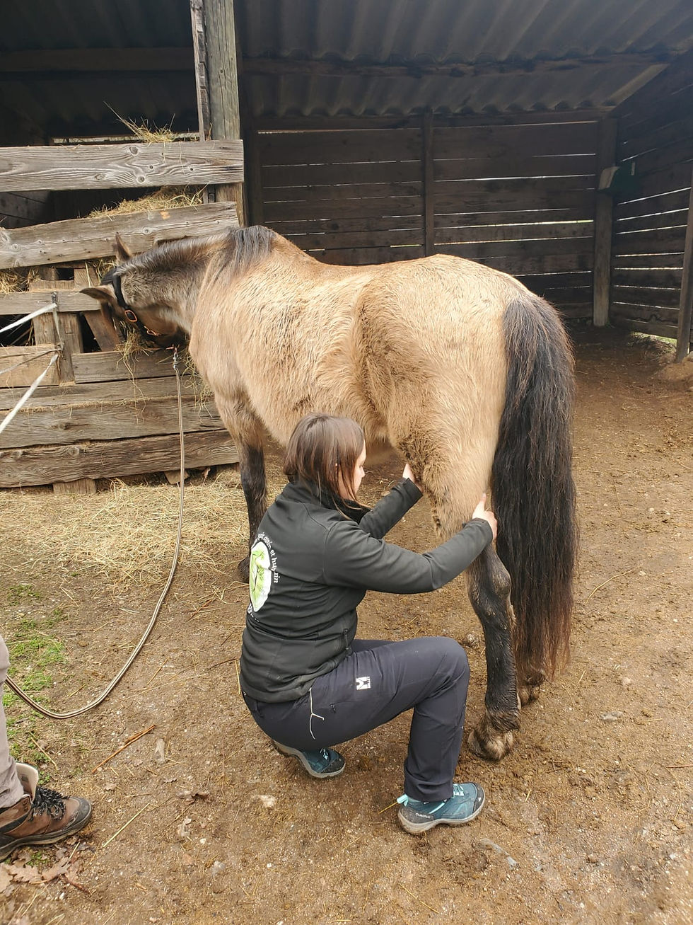 Cheval en séance de shiatsu équin à Nîmes dans le Gard avec Equi-inspire