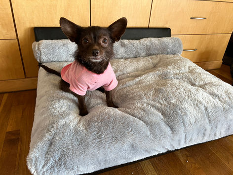 Image of a dog using Club Nine Pets Bed sent in by customers