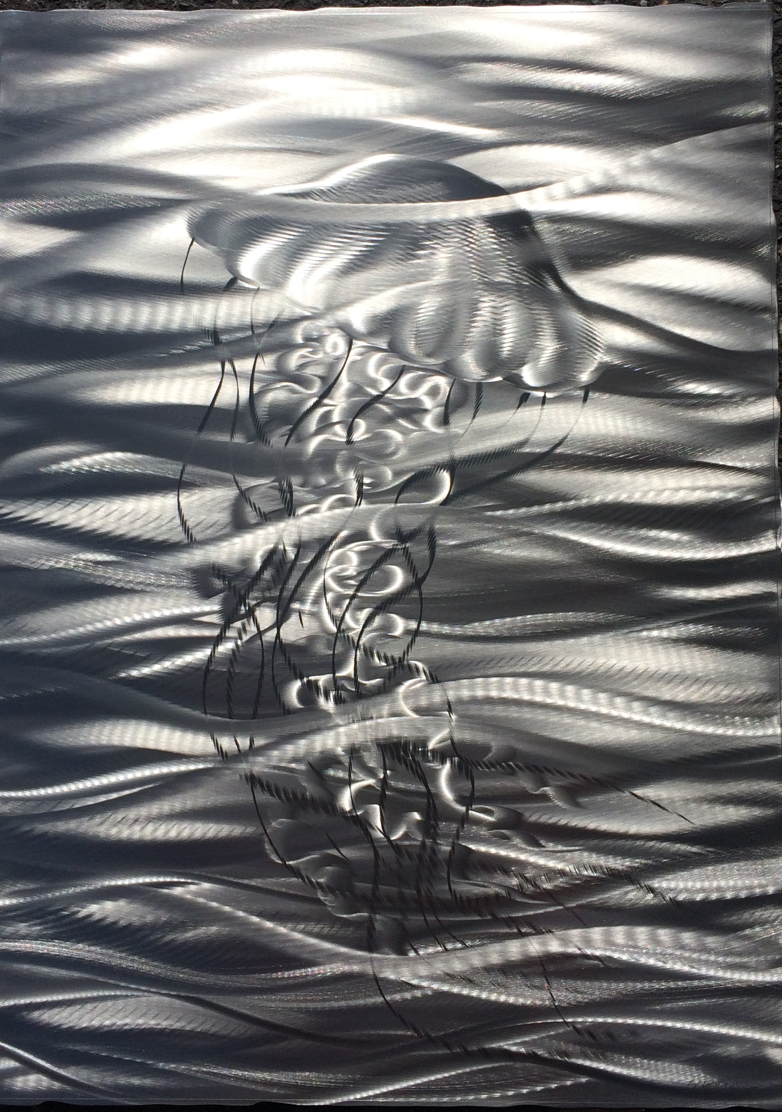 Sea Nettle
