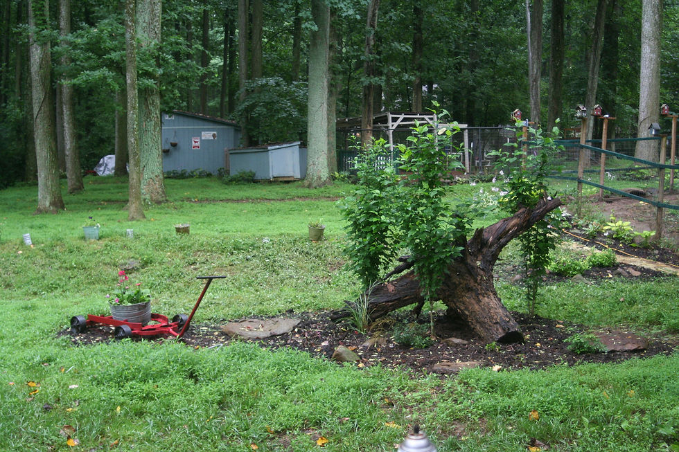 12 July 13 big stump flower bed.jpg