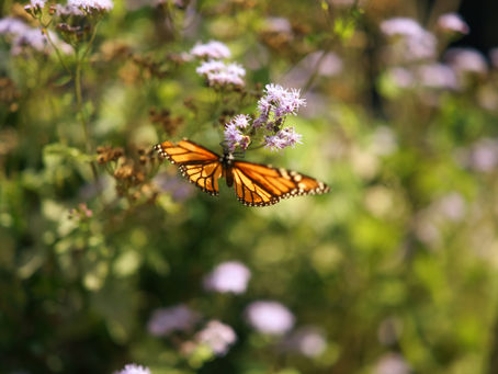 Our Commitment to Nature