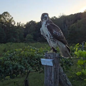 Wander the Falcon: A Wild Touch of Magic at The Meadows at Firefly Farm Preserve