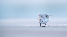 sanderling (calidris alba) 5608