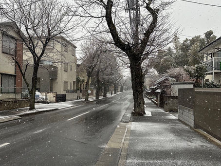 雪が降ってきました～❄