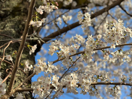 桜がきれい！