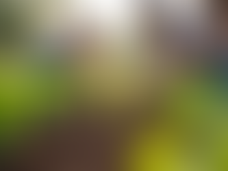 Grow Your School Garden: Tips and Resources from Experts