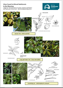 rainforoest plants4.PNG