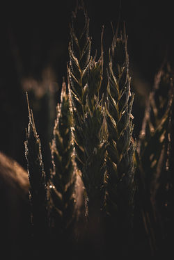 Weizen im Sonnenlicht