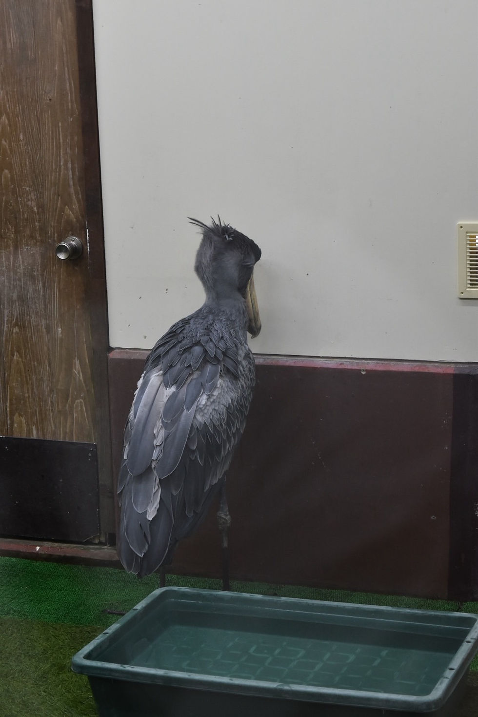 ハシビロコウの正面見れず・・・。