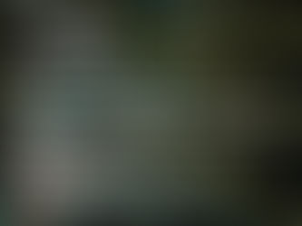 NYC4PA - "Trees" Photography Contest