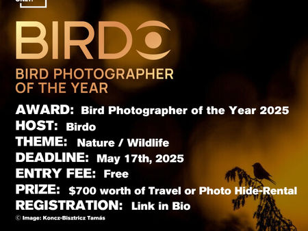 Birdo - Bird Photographer of the Year 2025