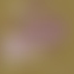 VisArts - Emerging Curator Program 2025