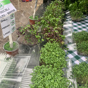 mirogreen range .jpg