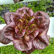 salanova red.jpg