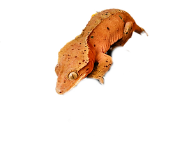 an orange reptile