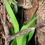 Thumbnail: Snake Plant