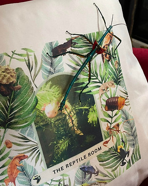 Image of a metallic stick insect on a cushion which has The reptile room printed on it