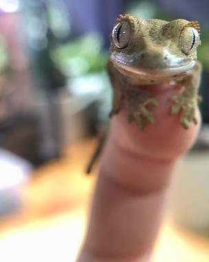 Tiny frog on the top of a finger tip