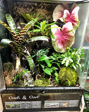 Bioactive vivarium with lots of plants