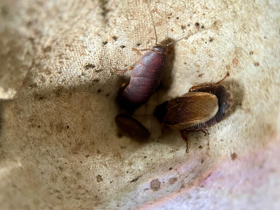 Thumbnail: Cockroaches (Live feed)