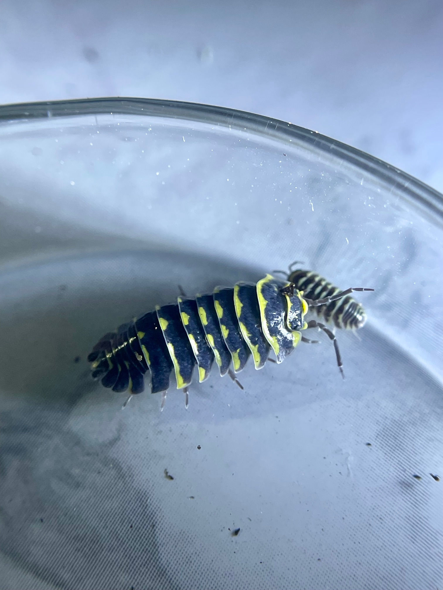 Yellow Zebra Isopods
