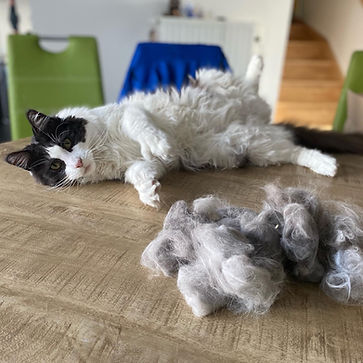 Chat toilettage