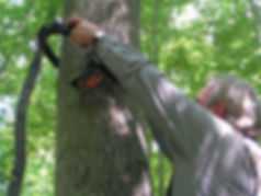 Deer hunter using Q-Safe Tree Strap to safely climb a tree as a hunter saftey system